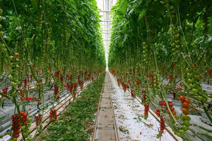 Fluence_Press_Release_Tomato_Hydroponic.602404b85622c