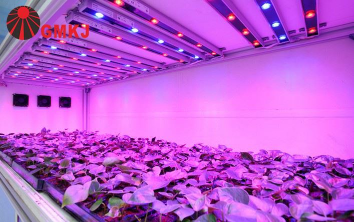 plant grow plant grow