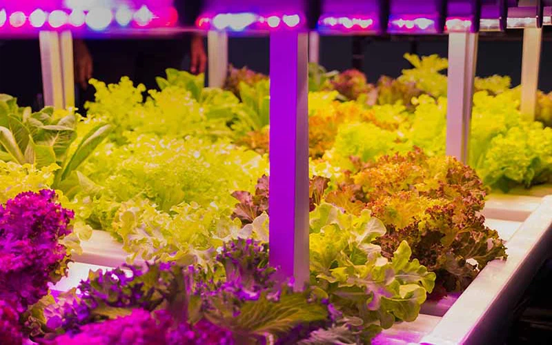 Lettuce-Growing-Indoors-LED-Lights